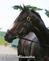 RachelAlexandra_Headshot_2009_01