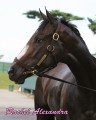 RachelAlexandra_Headshot_2009_02